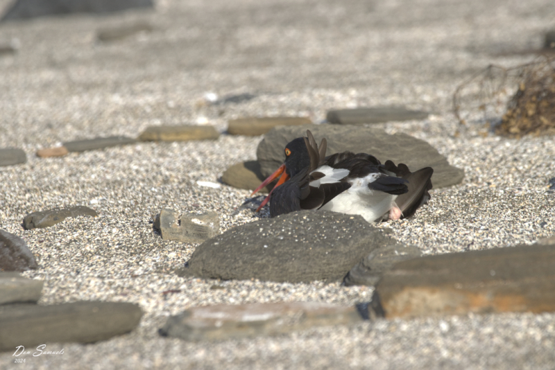 Oyster Catcher