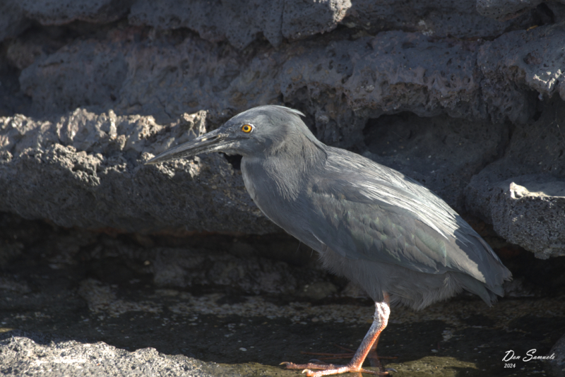 Lava Heron