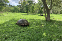 Tortoise at Ranch Manzanilla