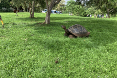 Tortoise at Ranch Manzanilla