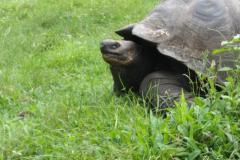 Tortoise at Ranch Manzanilla