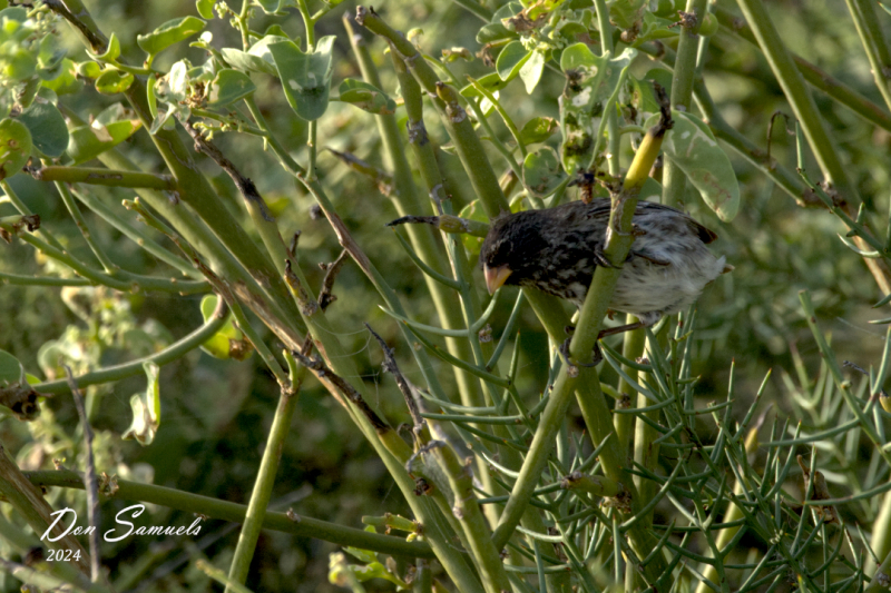 Finch