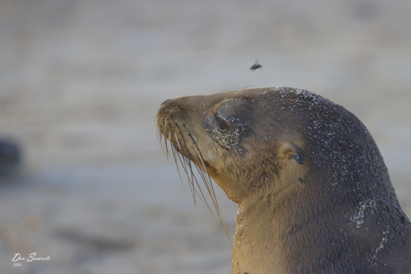 Sea Lion