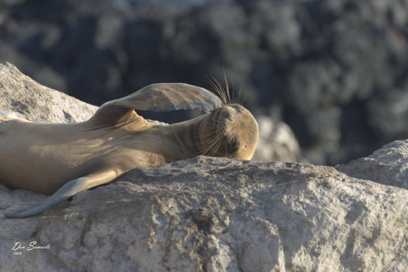 Sea Lion on Santa Fe Island